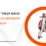 thủ tục nhập khẩu Khung giá đỡ động mạch thận